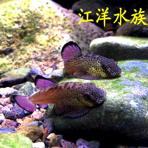 紫鳍吸鳅 宽头拟腹吸鳅  原生鱼观赏鱼冷水鱼除藻鱼 琵琶清道夫  江