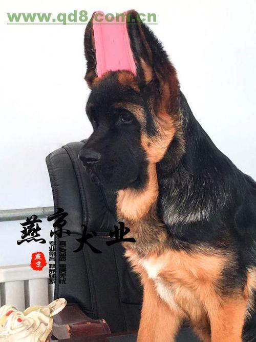 珠海锤系德牧种公燕京犬业身躯结构完美协调德牧吧