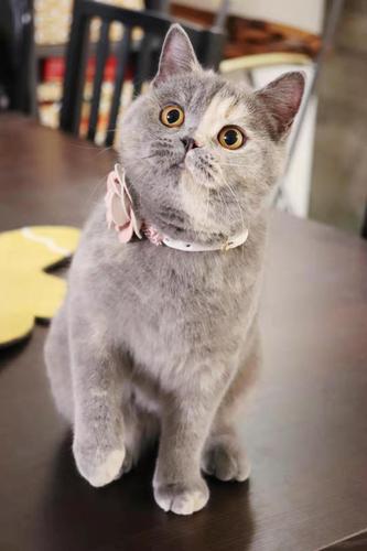 英短猫咪,大猫是妈妈