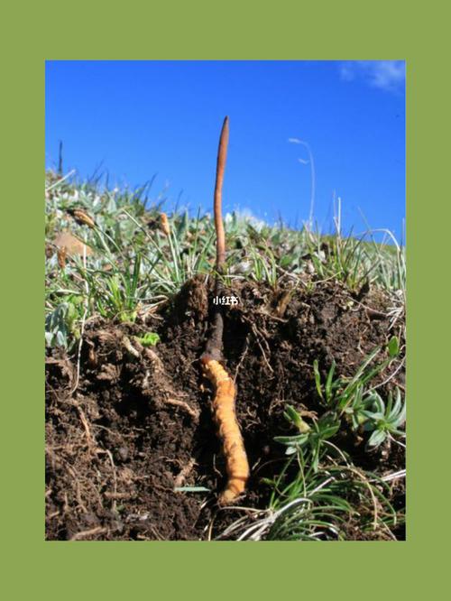 冬虫夏草的形成非常神奇,是蝙蝠蛾为繁衍后代,产卵于土壤当中,卵之后