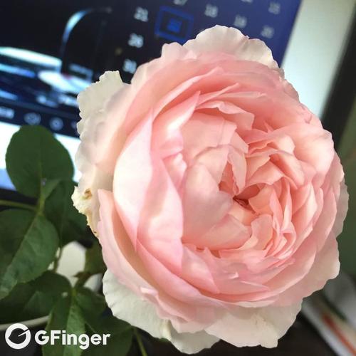 伊芙 马蒂诺风琴