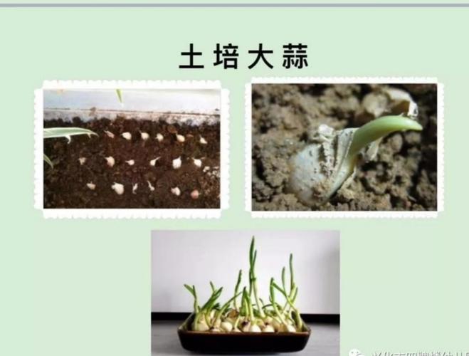 延学活动《种大蒜》