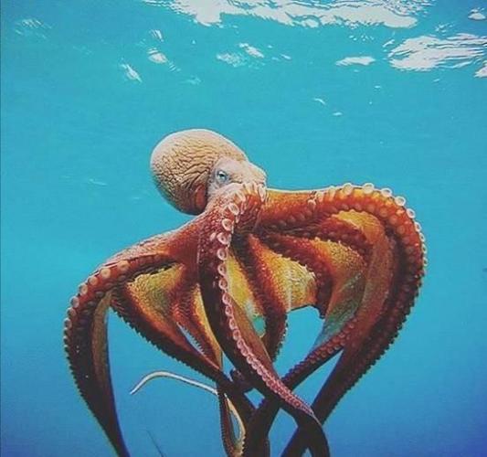 章鱼,乌贼,鱿鱼,八爪鱼都是我们耳熟能详的生物,你分得清楚吗?