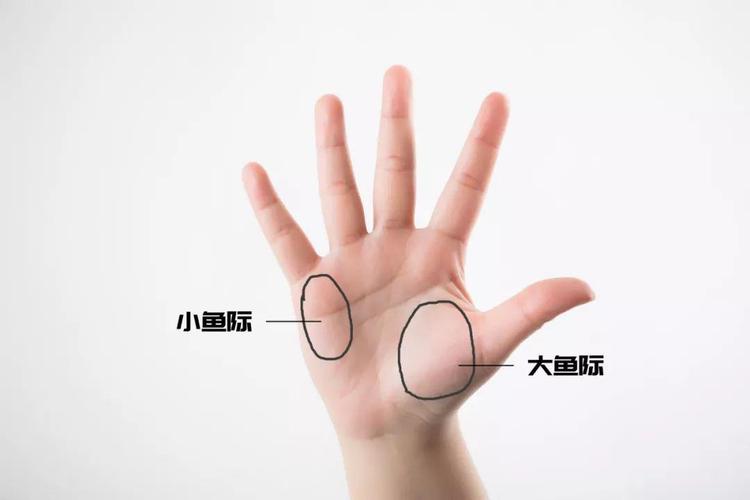 望大鱼际丰隆与否,望颜色之青紫红黑,望青筋显与不显,触大鱼际肌肉实