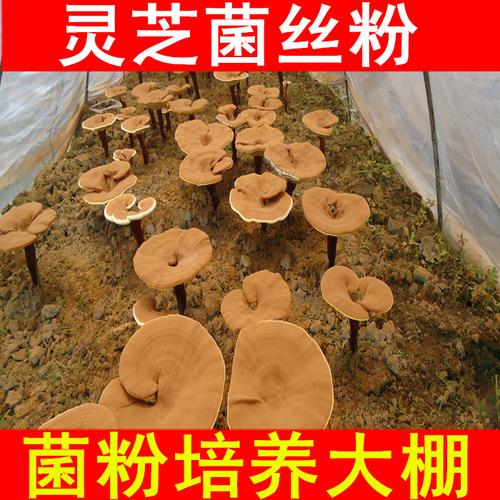 山西 灵芝 灵芝菌丝粉 灵芝菌粉 灵芝孢子粉破壁6盒装