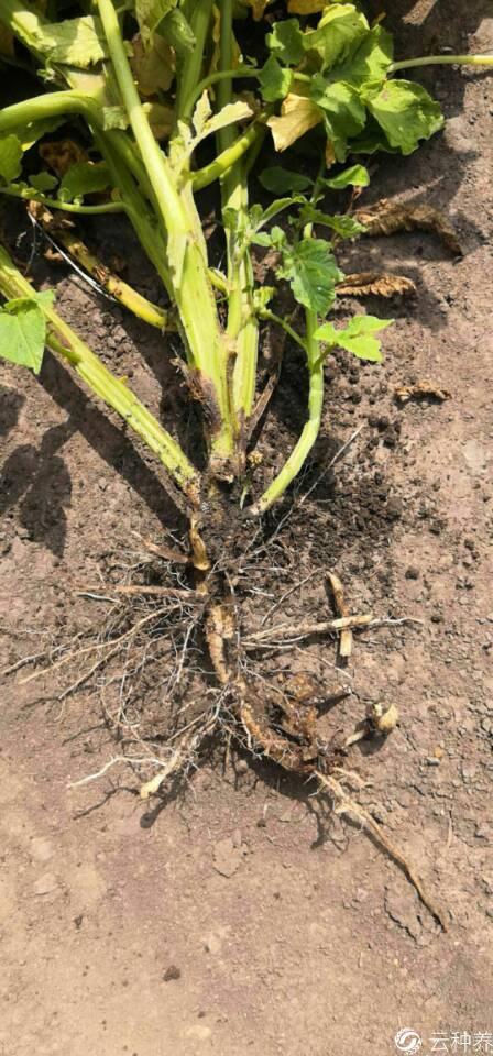 马铃薯根腐病如何防治?谢谢