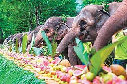 它是动物界大胃王,每天吃的食物是自己体重三倍,大象也甘拜下风