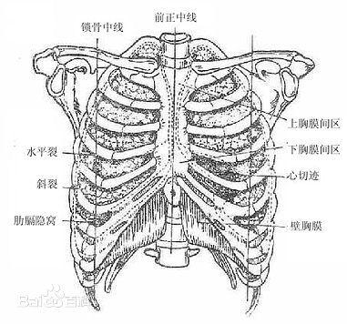 肺在胸腔内,纵隔两侧,膈肌以上.