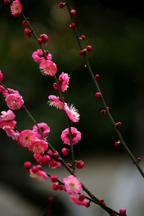 梅花韵 - 美篇