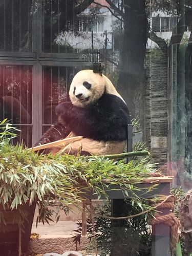 > 福州熊猫世界,目前可以看见4只大猫,治愈系喜欢的物种
