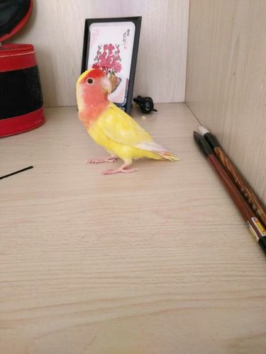 如何分辨黄桃牡丹鹦鹉公母.