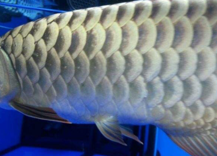 一方uvo杀菌灯龙鱼鳞片疾病的守护者