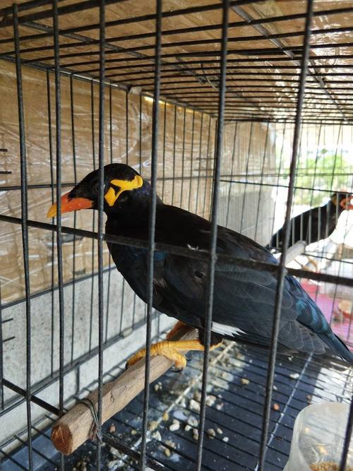 请问一下鹩哥鸟如果准确的分公母呢?