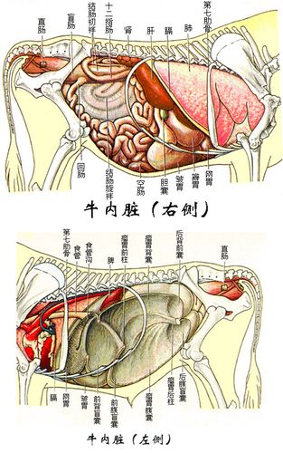 哪里有牛内脏器官分布图?