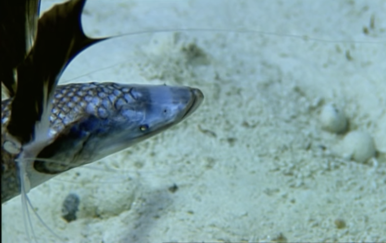 绿深海狗母鱼 bathypterois viridensis