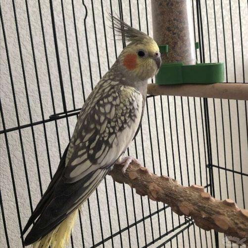 2月龄玄凤幼鸟玄凤鹦鹉鸡尾鹦鹉黄化珍珠会说话玄凤一对可繁殖蛋