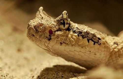 东部菱背响尾蛇