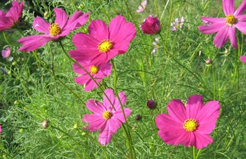 波斯菊的种植办法