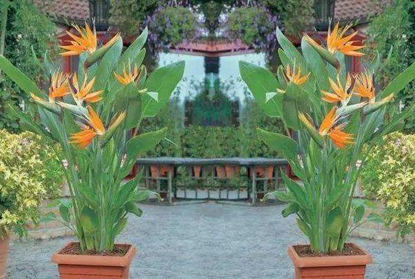 养植"天堂鸟花",有5个地方比较适合,不会枯萎,还能长得旺