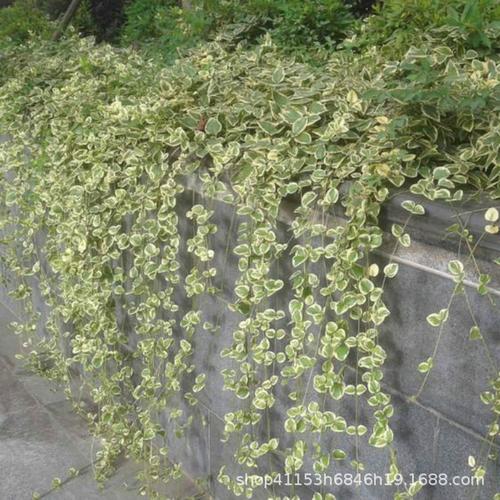 垂吊爬藤植物 花叶蔓常春藤苗金边 四季常青耐寒阳台庭院围墙绿化