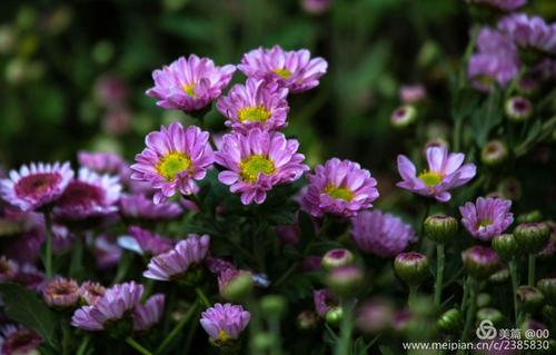 赏菊,咏菊,醉菊