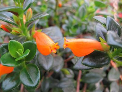 养的金鱼花看似象花苞最后都变成了叶子是怎么回事啊?