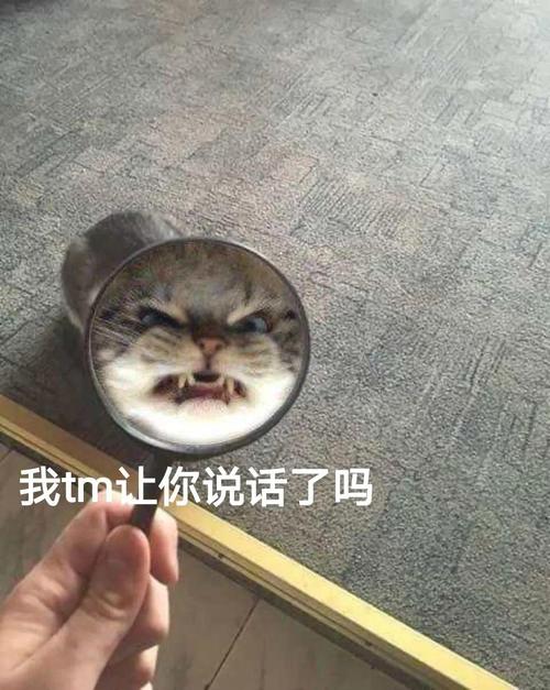 猫咪见不惯我沙雕,会做出什么反击?_表情