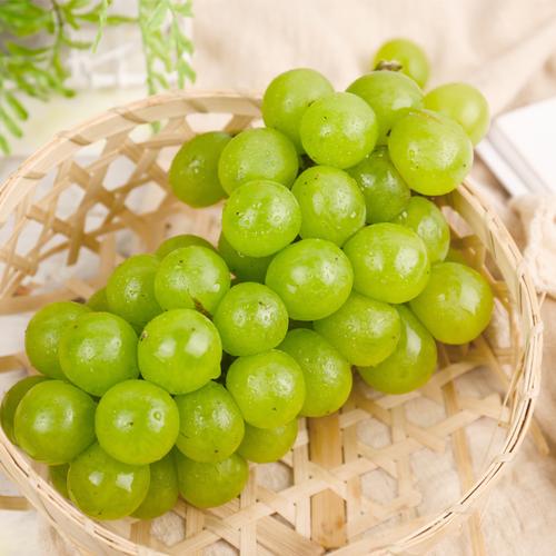 葡萄新鲜无核现摘送礼10斤无籽奶油金香水果葡萄