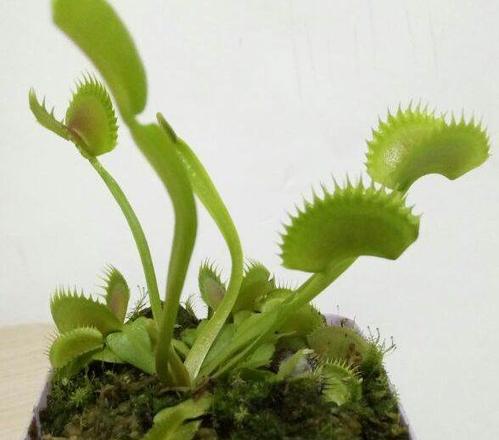 食虫植物和微景观