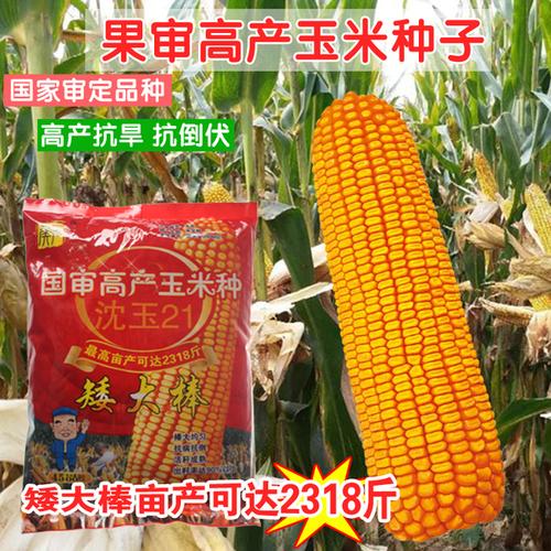 购客矮大棒沈玉21大田种植杂交玉米种籽 耐高温 高产大穗抗病国审玉米