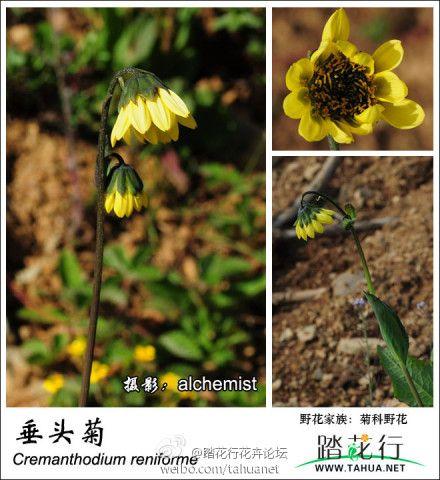cremanthodium reniforme 垂头菊 #踏花行十周年###28
