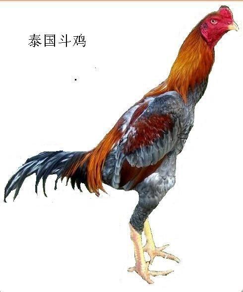 斗鸡养殖 斗鸡价格