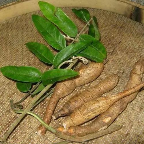 牛大力的功效与作用,牛大力与什么搭配煲汤最佳