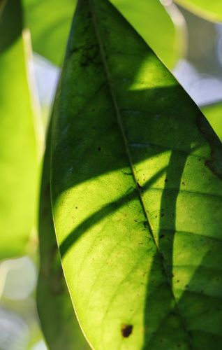 其它 广玉兰的叶子 写美篇        光还在悄悄的移动,在树叶上划下