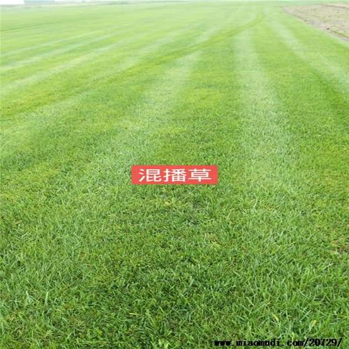 陕西草坪基地批发-混播草坪价格