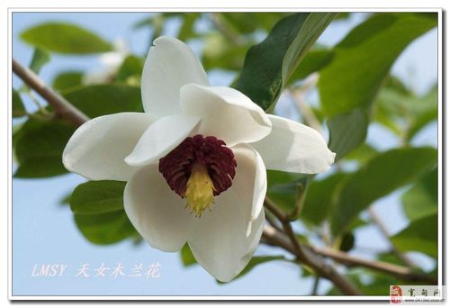 本溪市花 天女木兰(二)