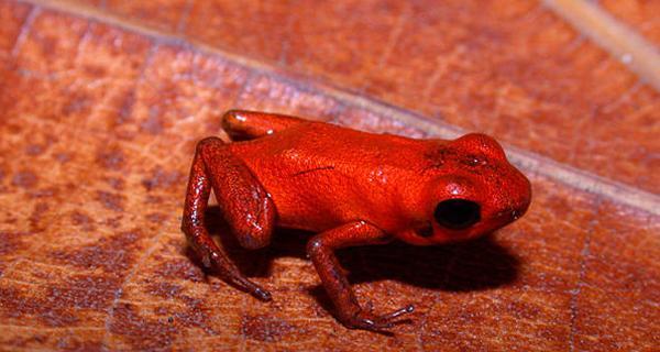 巴拿马发现罕见毒蛙 全身橘红色如小恶魔(图)