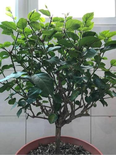 盆栽茉莉花的正确的修剪方法
