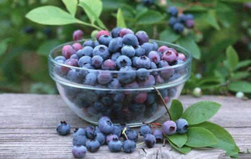 吃蓝莓还有意外益处蓝莓对人体的好处有多少