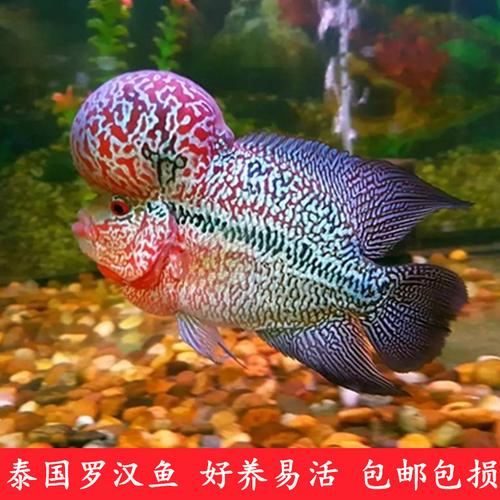 一折罗汉鱼活体 爆头 鸿运当头