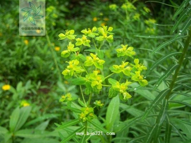 甘遂的功效与使用注意事项