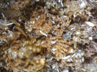 鸽子这中粪便正常吗