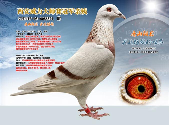 唐山阳光 - 中信网铭鸽展厅 www.ag188.com