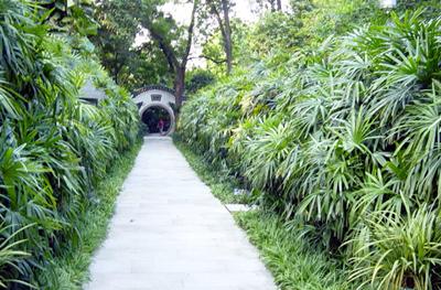 我与兰圃