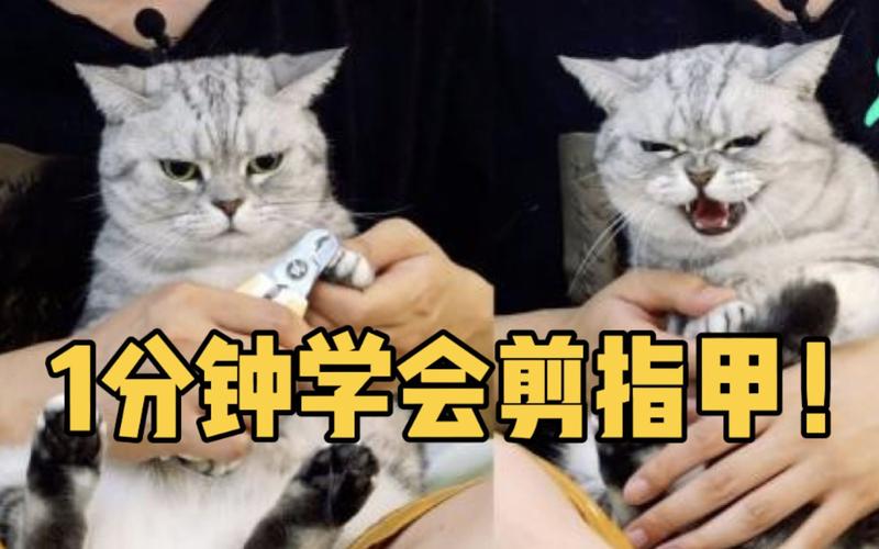 1分钟学会给猫咪剪指甲!