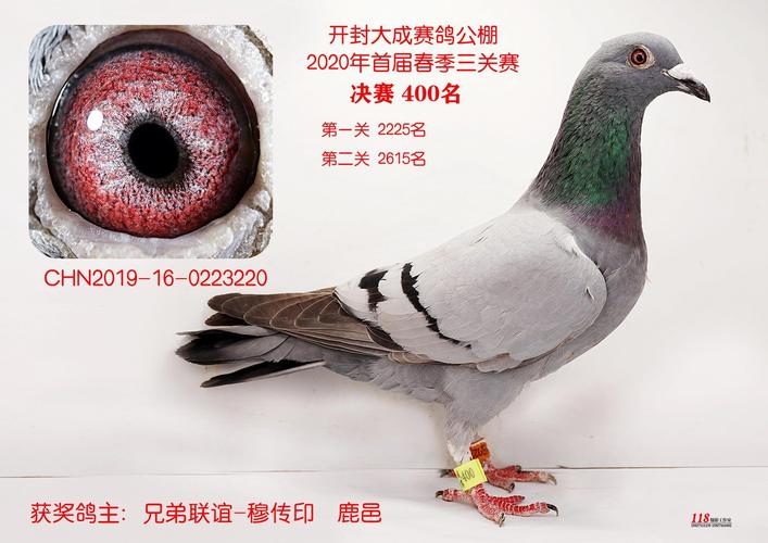 大成公棚决赛第400名 -- 开封大成赛鸽公棚