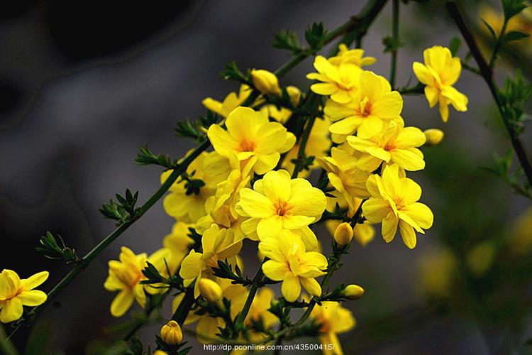 【盛开的迎春花】