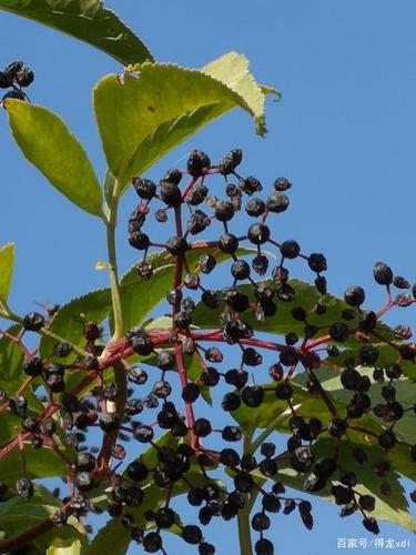 两丈身高接骨木,金秋紫果赛珍珠