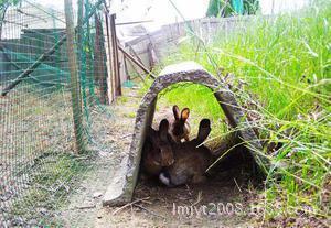 农村低成本风险小特种养殖项目像野兔的兔子比利时杂交野兔批发