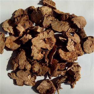 金荞麦 荞麦当归,荞麦三七,金锁银开,贼骨头,铁拳头,土茯苓 野南荞